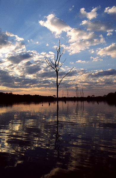 The_tree_medium